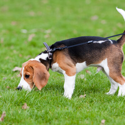 Ein Hund steht auf der Wiese. 