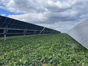 Bild vergr&ouml;&szlig;ern: Das Bild zeigt Solarmodule auf einem Zuckerr&uuml;benfeld.